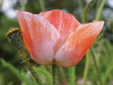 A lovely, single peach or coral Shirley poppy.